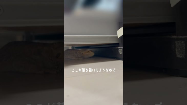 そこなんや…#フトアゴヒゲトカゲ #爬虫類 #ペット動画