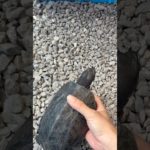 水槽に戻ってきたクサガメくん#亀 #ペット#帰#手