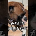 あたりめ #犬のいる生活 #コント #ボクサー犬 #ペット #大型犬のいる生活 #コントチャンネル
