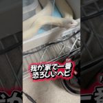 我が家で一番恐ろしいヘビ🐍 #爬虫類 #蛇 #白蛇 #ペット #恐怖 #凶暴