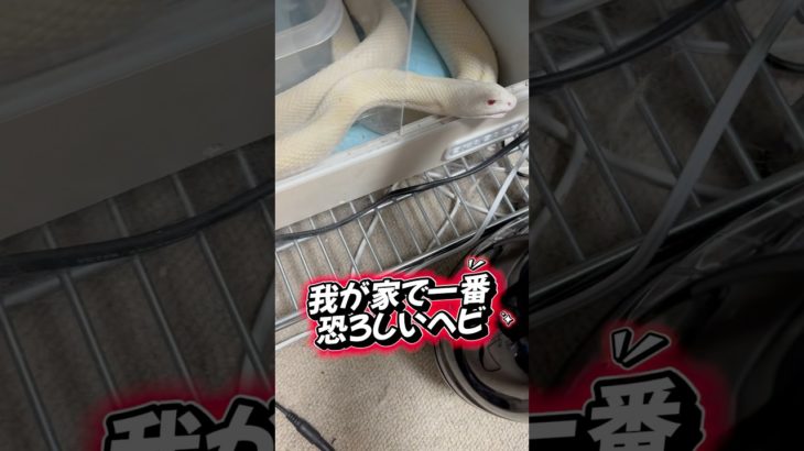 我が家で一番恐ろしいヘビ🐍 #爬虫類 #蛇 #白蛇 #ペット #恐怖 #凶暴