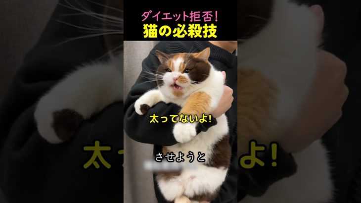 ダイエットしたくない猫が使った必殺技