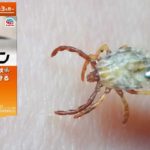 ペット用殺虫剤を塗った体にマダニを落とすとどうなるのか？