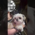 夏休みの締めくくり🐻‍❄🐶#犬 #いぬのいる生活 #夏休み #ペット #おでかけ #ペキポメ #ポメペキ #チワズー #山口県#秋芳洞