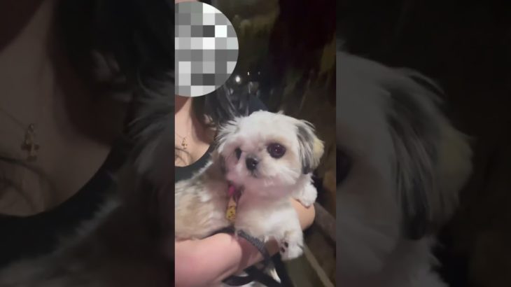 夏休みの締めくくり🐻‍❄🐶#犬 #いぬのいる生活 #夏休み #ペット #おでかけ #ペキポメ #ポメペキ #チワズー #山口県#秋芳洞