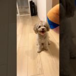 最近マリ遊びにハマってるよもぎくん