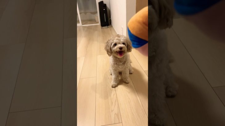 最近マリ遊びにハマってるよもぎくん