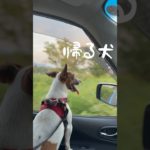 肉球に配慮した散歩するジャックラッセルな犬