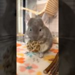 新しいおもちゃの味、最高！#かわいい動物 #トトロ #癒しペット #トトロの日常