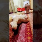 寝顔😴#ねこ #猫のいる暮らし #ペット #ねこ動画