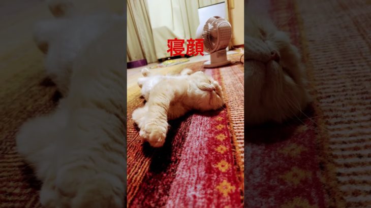 寝顔😴#ねこ #猫のいる暮らし #ペット #ねこ動画