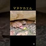 マヌケなカエル #爬虫類 #癒し #ペット #カエル