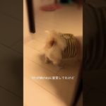 もっとラムネ含有量多かったらなお良し◎ #ﾁﾜﾜ #ﾊﾑｶﾂ #保護犬 #犬のいる暮らし