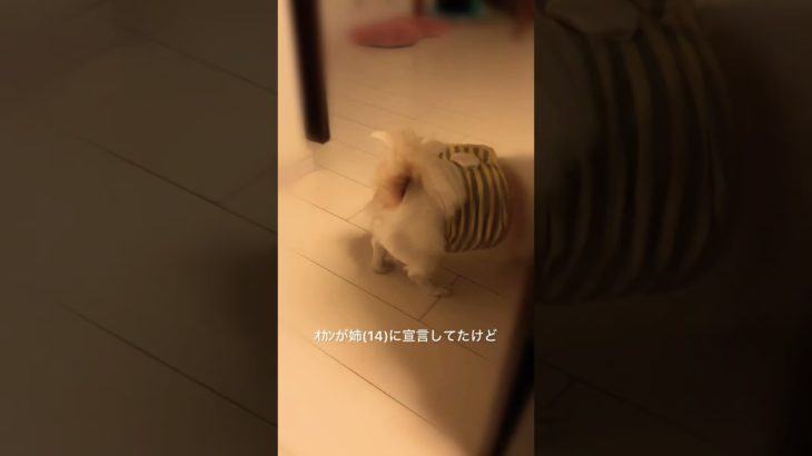 もっとラムネ含有量多かったらなお良し◎ #ﾁﾜﾜ #ﾊﾑｶﾂ #保護犬 #犬のいる暮らし