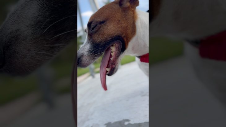 舌の長さが確認できるジャックラッセルな犬