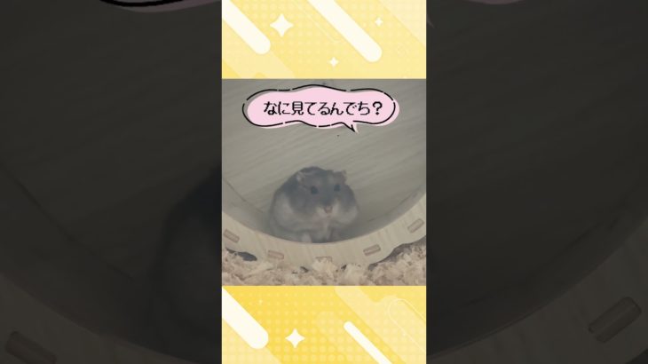 ころころ転がるハムスターが可愛い【ててらぼペット部】