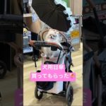 ペットカート用の日傘を買ってもらったポメラニアンゆきみとトイプードルつきみ#ポメラニアン #トイプードル #ペットカート