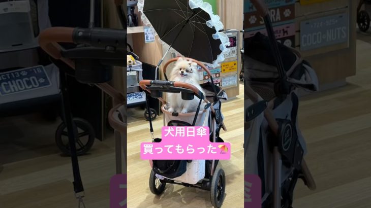 ペットカート用の日傘を買ってもらったポメラニアンゆきみとトイプードルつきみ#ポメラニアン #トイプードル #ペットカート