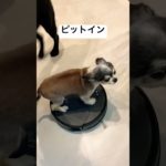 乗りこなすチワワ　　　　　　　　　#チワワ #チワワとの暮らし #癒し #ペット #犬 #日常