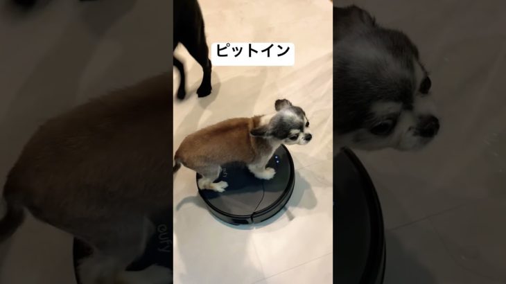 乗りこなすチワワ　　　　　　　　　#チワワ #チワワとの暮らし #癒し #ペット #犬 #日常