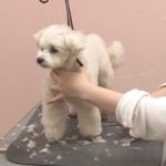 【もしもの時に…ペット忌引き】ペットは家族？　幼虫やカメも対象