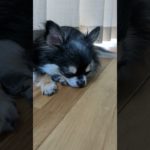 ダイエット疲れ☆あたしだって大変よ☆しーさん＃チワワ＃カワイイ＃ダイエット＃暑い