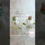 🌿ペットボトルで多肉が増えるってほんまかいな？💚🌿#多肉植物