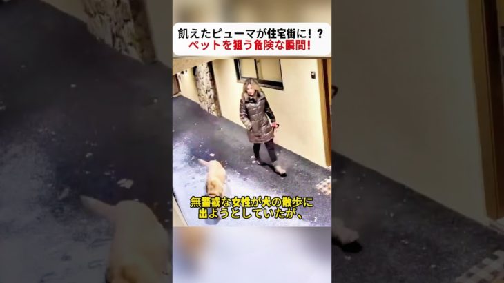 飢えたピューマが住宅街に！？ ペットを狙う危険な瞬間！ #野生動物 #ピューマ #住宅街 #ペット安全 #緊急事態条項