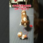 とにかくビビりのキャバビーうた #キャバビー #ビーグル #犬 #キャバリア #キャバグル #ペット #動物 #ミックス犬 #可愛い