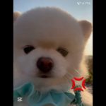 ママの忘れ物！ #ペットのいる暮らし #ポメラニアン #犬のいる生活 #いぬすたぐらむ #愛犬 #犬好き #犬好きさんと繋がりたい #いぬ #いぬのきもち #犬 #いぬのいる暮らし #ペット