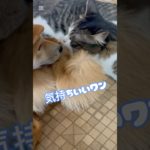 柴犬トトお兄ちゃんに毛繕い？ #保護猫  #しば犬  #ペット