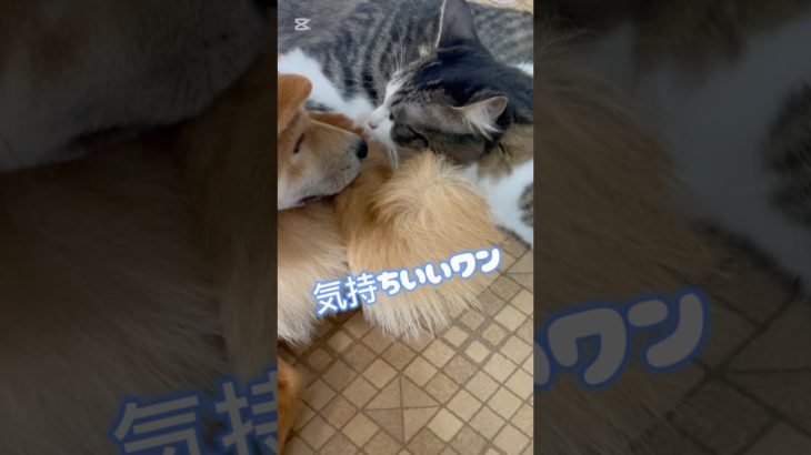 柴犬トトお兄ちゃんに毛繕い？ #保護猫  #しば犬  #ペット