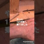 まぁ～ちゃんファーム養蜂事業部(スズメバチ編)#農業 #アウトドア #ペット#家畜#自然#養蜂 #ニホンミツバチ