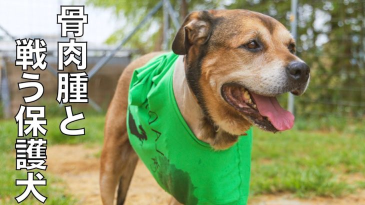 【骨肉腫と戦う保護犬】犬と共に生きる！