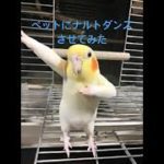 ペットにナルトダンスさせてみた
