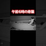 ターゲットロックオン✨️#猫 #ペットカメラ