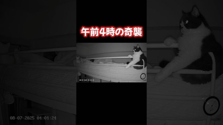 ターゲットロックオン✨️#猫 #ペットカメラ