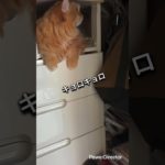 押入れは私の王国🐱 ご満悦ひな＆マイペース犬ルナが可愛すぎる💖