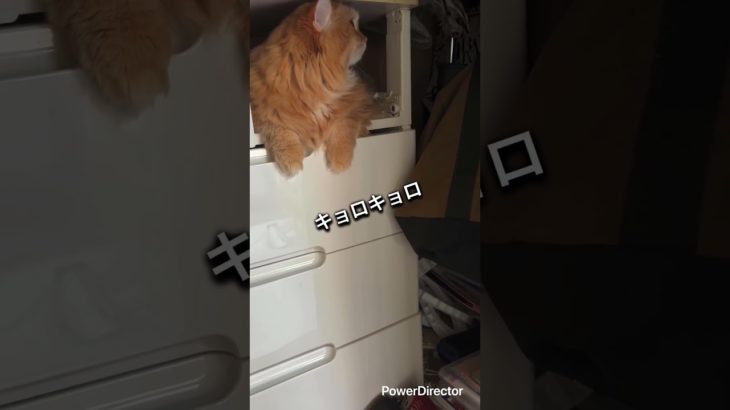 押入れは私の王国🐱 ご満悦ひな＆マイペース犬ルナが可愛すぎる💖