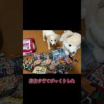 野田市のペット用品専門店くりぃむ#野田市#竜兵散歩#くりぃむ#激安ショップ #ペット専門店#千葉県#竜兵会#野田市の上島竜兵#野田市非公認#リアクション #茨城の赤い彗星 #茨城県非公認