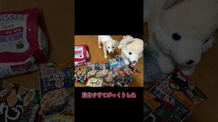 野田市のペット用品専門店くりぃむ#野田市#竜兵散歩#くりぃむ#激安ショップ #ペット専門店#千葉県#竜兵会#野田市の上島竜兵#野田市非公認#リアクション #茨城の赤い彗星 #茨城県非公認