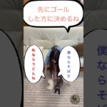 今日のごはんはどっち⁉️ フェレット #うどんvsそば #LunaDeSol #ペット