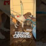『濡れるのに避けない犬w』