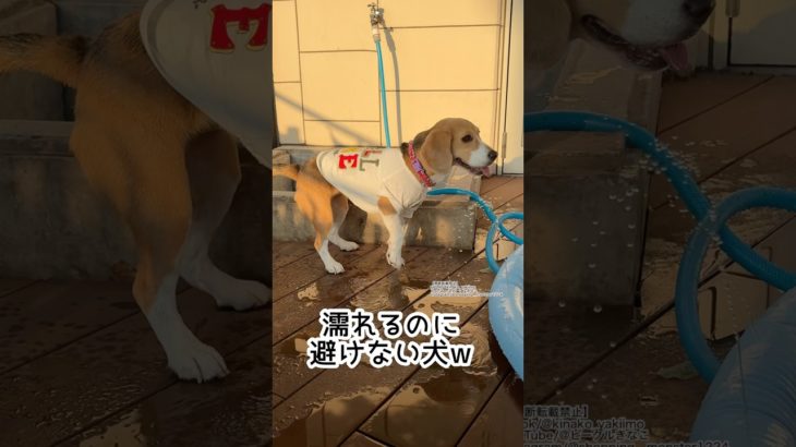 『濡れるのに避けない犬w』