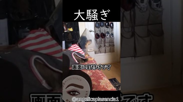 (息抜き)ホラー映画を観た犬の反応w #ペット #ほっこり #shortvideo