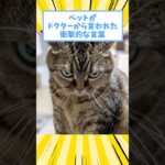 ペットがドクターから言われた衝撃的な言葉www #猫 #犬 #ペット #動物 #2ch #shorts