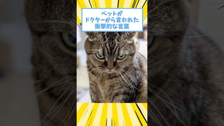 ペットがドクターから言われた衝撃的な言葉www #猫 #犬 #ペット #動物 #2ch #shorts