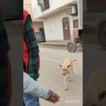 ye to maagna bhi nhi jaante #nature #animal #cuteanimal #cute #pets #pet #love #lovely #funny #help