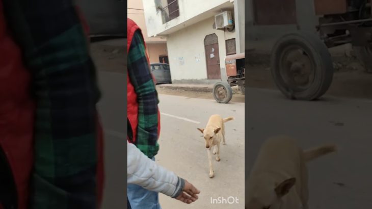 ye to maagna bhi nhi jaante #nature #animal #cuteanimal #cute #pets #pet #love #lovely #funny #help