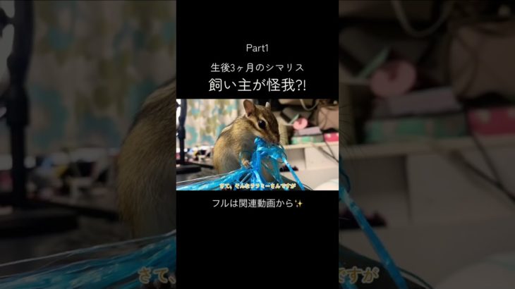 パート1です！ #シマリス #リス #ペット #動物 #ペットの暮らし #シマリスのいる生活 #ペットのいる暮らし #小動物 #リスのいる生活 #リスのある暮らし